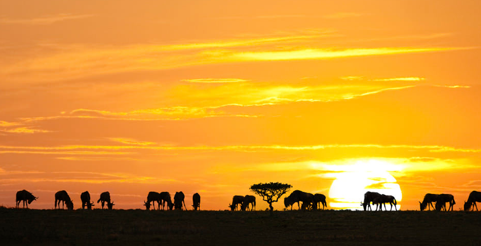 Safari Excursions via Private Jet Charter, Serengeti vacation, african charter flight